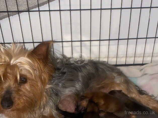 Pom cross Yorkshire terrier for sale in Liverpool, Merseyside - Image 5