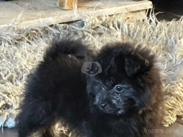 Pom x toy poodle for sale in Spalding, Lincolnshire - Image 1