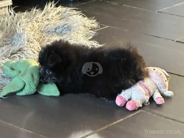 Pom x toy poodle for sale in Spalding, Lincolnshire - Image 2