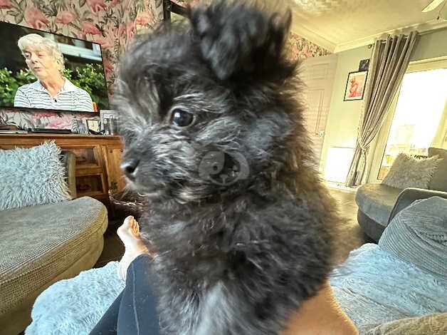 Pom x toy poodle for sale in Spalding, Lincolnshire - Image 3