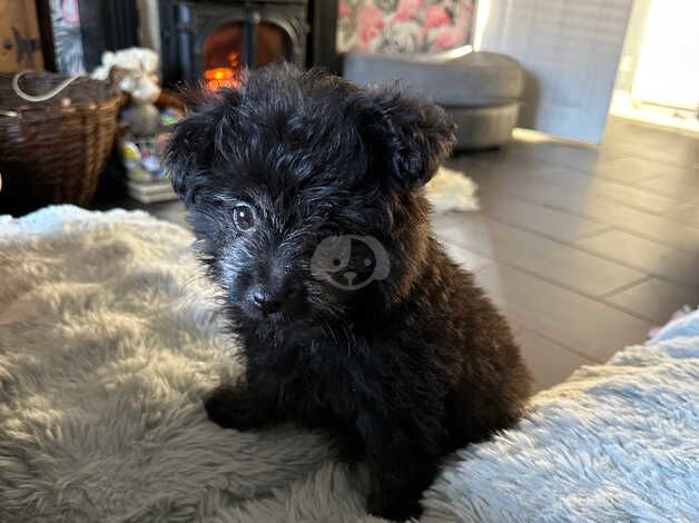 Pom x toy poodle for sale in Spalding, Lincolnshire - Image 4