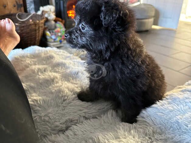 Pom x toy poodle for sale in Spalding, Lincolnshire - Image 5