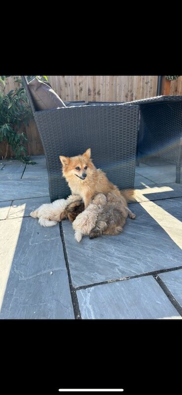 Pomeranian Puppies for sale in Cambridgeshire