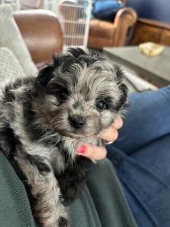 Pomapoo puppies - ready to leave 5th of August for sale in Grantham, Lincolnshire