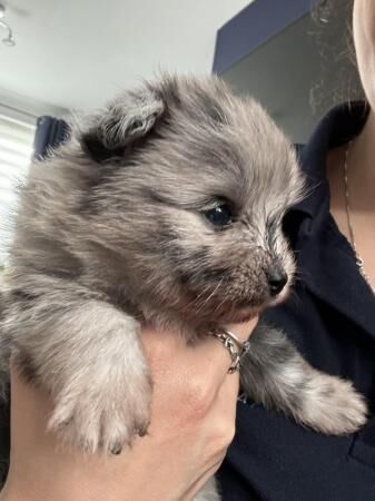 Pomapoo puppies - ready to leave 5th of August for sale in Grantham, Lincolnshire - Image 3