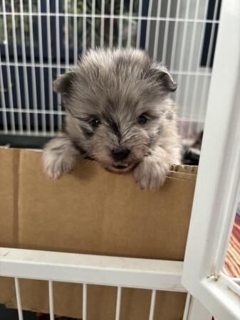 Pomapoo puppies - ready to leave 5th of August for sale in Grantham, Lincolnshire - Image 4