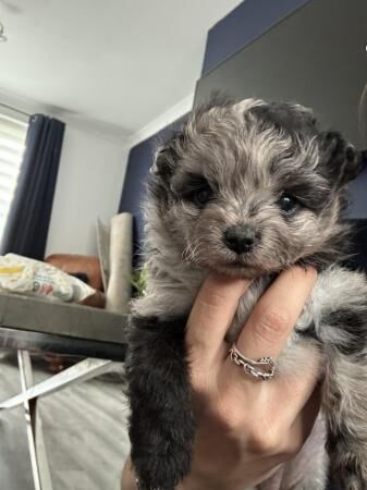 Pomapoo puppies - ready to leave 5th of August for sale in Grantham, Lincolnshire - Image 5