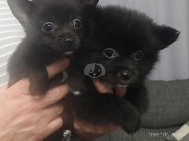 Pomchi puppys for sale in Dagenham, Barking & Dagenham, Greater London