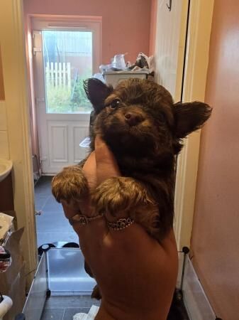 Pomchi pups gorgeous fluffballs for sale in Cornwall - Image 1