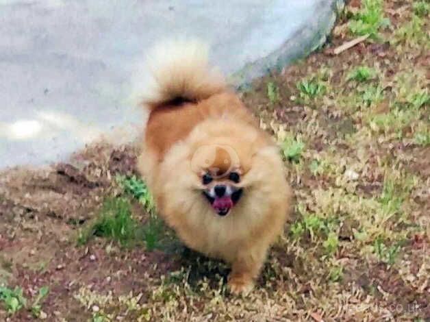 Pomerania beautyfull boy for sale in Manchester, Greater Manchester