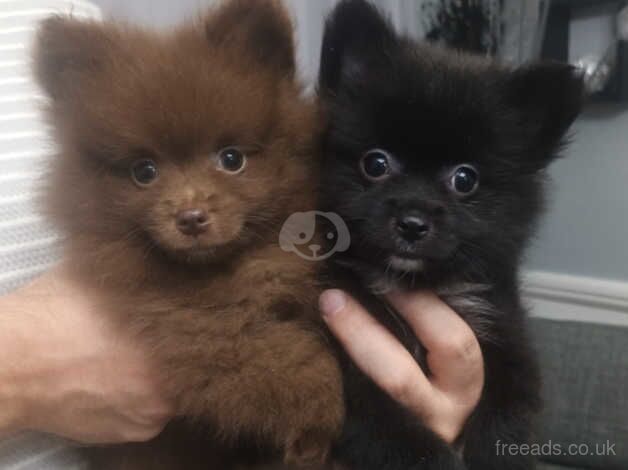 Pomerania x Spitz for sale in Dagenham, Barking & Dagenham, Greater London - Image 5