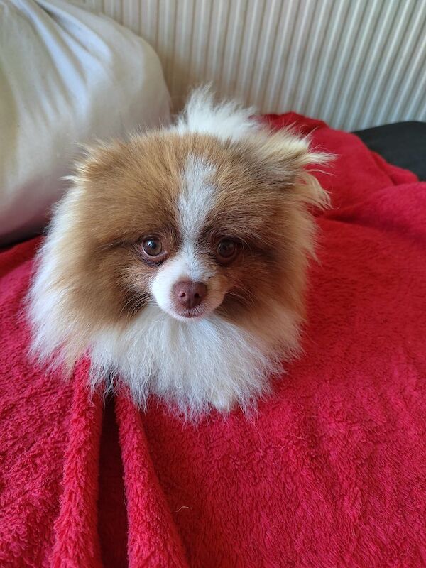 Pomeranian for sale in Ilford, Redbridge, Greater London