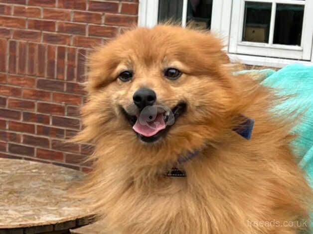 Pomeranian 3yrs for sale in Congleton, Cheshire