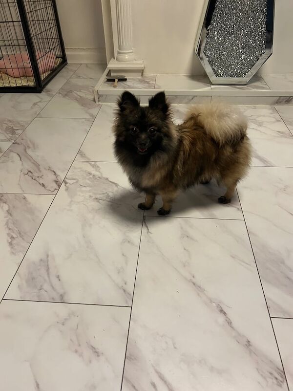 Pomeranian for sale in Putney, Greater London