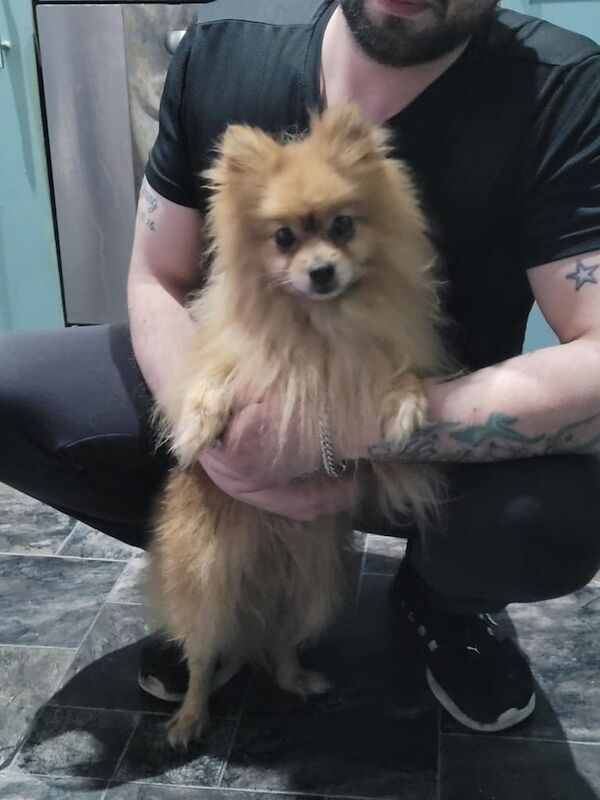 Pomeranian for sale in Sunderland, Tyne and Wear