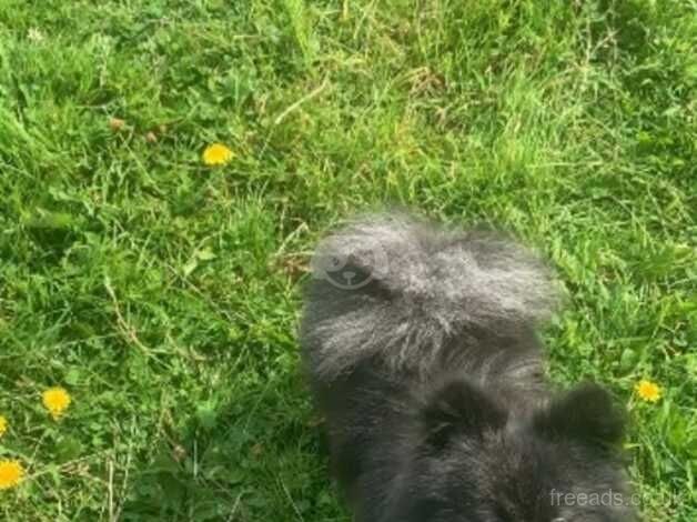 Pomeranian 7 months old for sale in Derby, Derbyshire