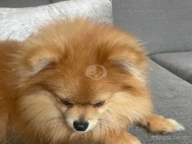 Pomeranian 8 month old male for sale in Bournemouth, Dorset - Image 2