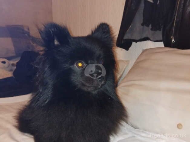 Pomeranian age 2 black for sale in Birmingham, West Midlands