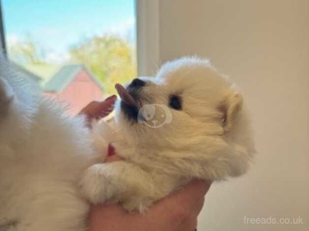 Pomeranian Puppies for sale in East Sussex