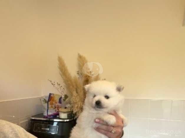 Pomeranian Puppies for sale