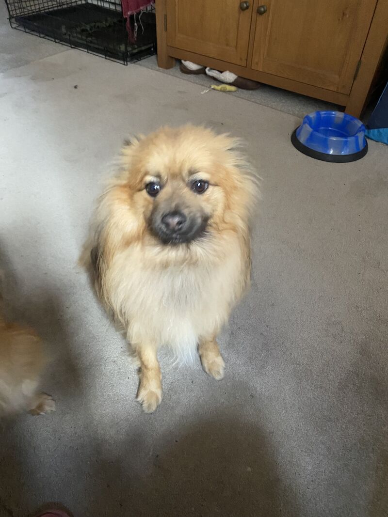 Pomeranian boy for sale in Melton Mowbray, Leicestershire - Image 4