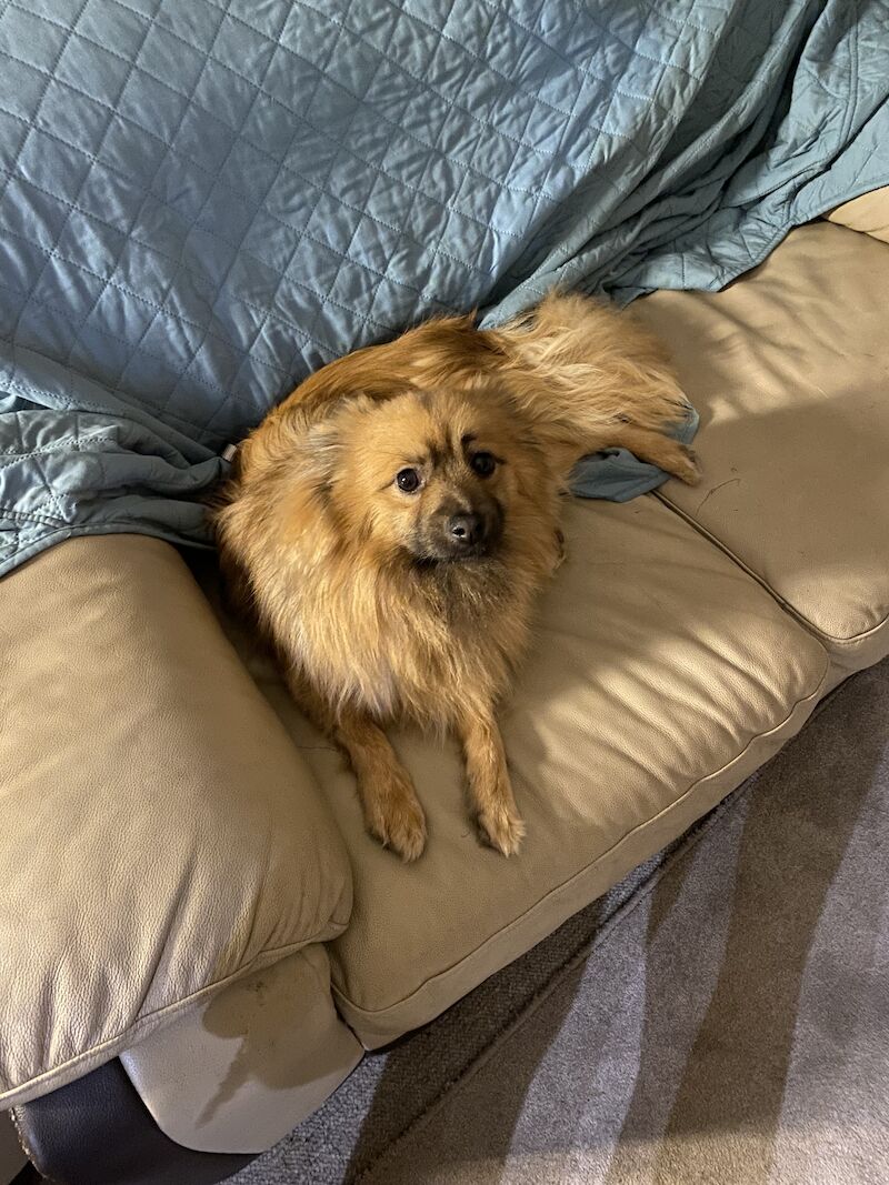 Pomeranian boy for sale in Melton Mowbray, Leicestershire - Image 6