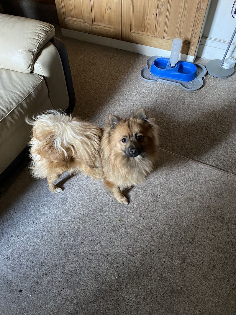 Pomeranian boy for sale in Melton Mowbray, Leicestershire - Image 7