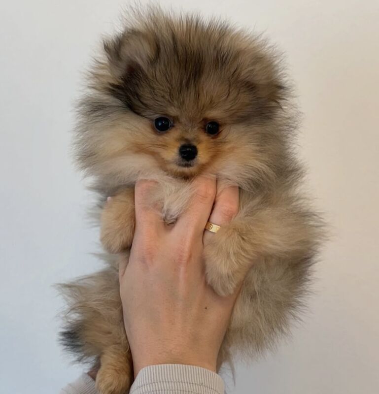 Pomeranian Boy XS for sale in Milton Keynes, Buckinghamshire