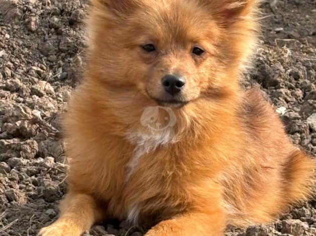 Pomeranian Boy 6 Months Old for sale in Prestatyn, Denbighshire - Image 3