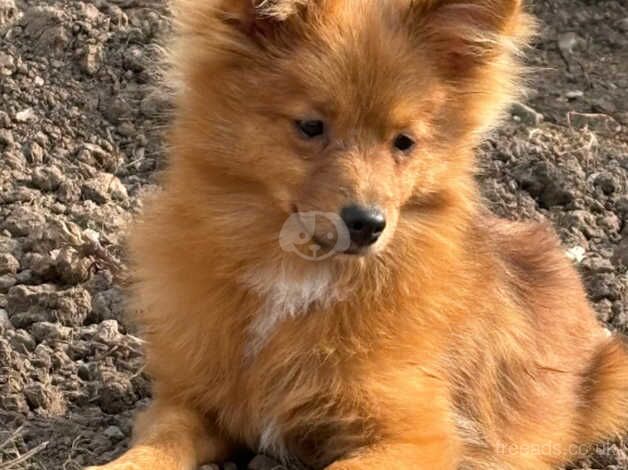 Pomeranian Boy 6 Months Old for sale in Prestatyn, Denbighshire - Image 4