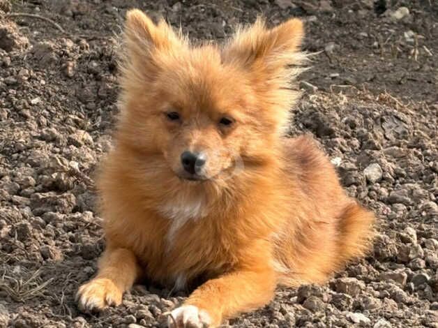 Pomeranian Boy 6 Months Old for sale in Prestatyn, Denbighshire - Image 1