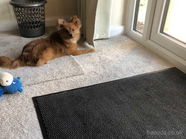 Pomeranian Boy 6 Months Old for sale in Prestatyn, Denbighshire - Image 2