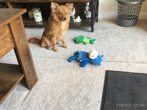 Pomeranian Boy 6 Months Old for sale in Prestatyn, Denbighshire - Image 3