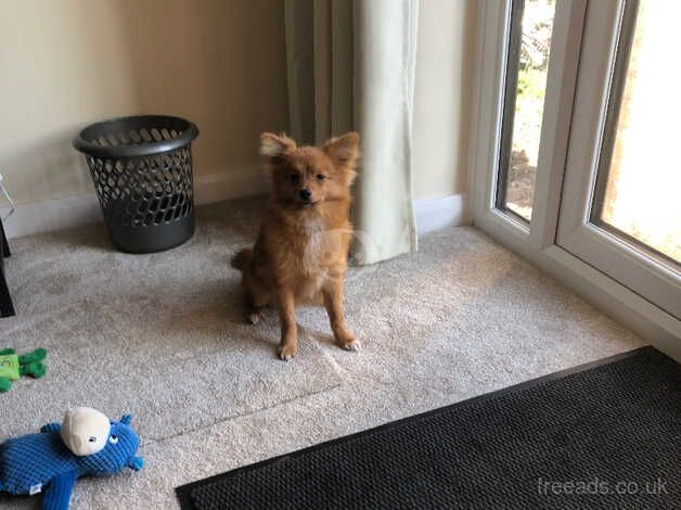 Pomeranian Boy 6 Months Old for sale in Prestatyn, Denbighshire - Image 4