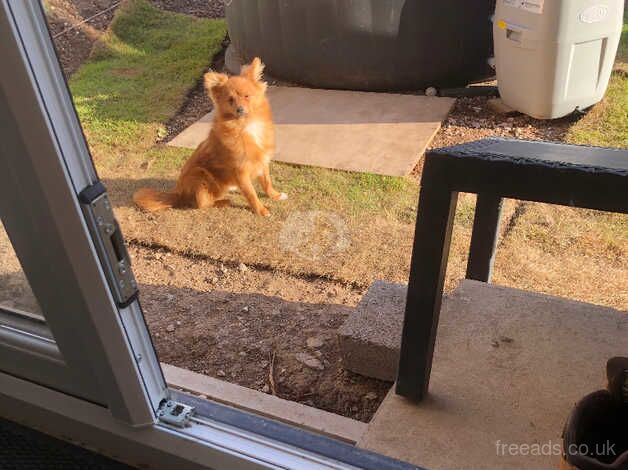 Pomeranian Boy 6 Months Old for sale in Prestatyn, Denbighshire - Image 5