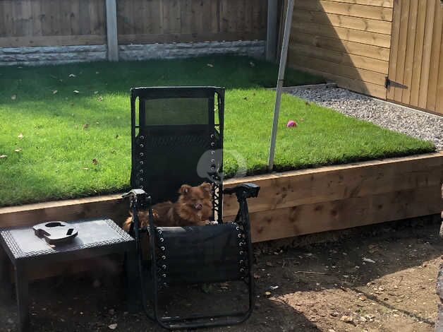 Pomeranian Boy 7 Months Old for sale in Prestatyn, Denbighshire - Image 1