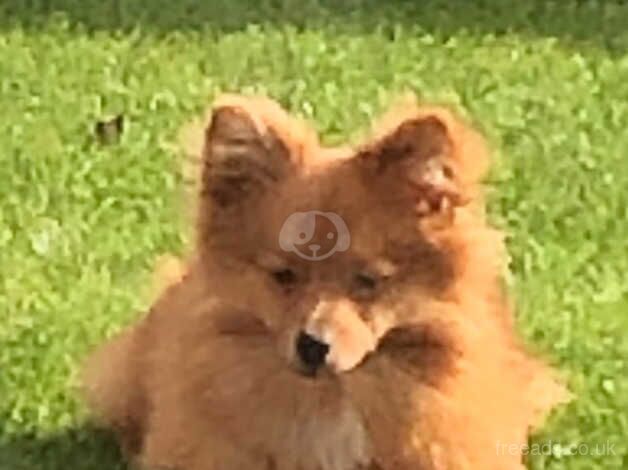 Pomeranian Boy 7 Months Old for sale in Prestatyn, Denbighshire - Image 2