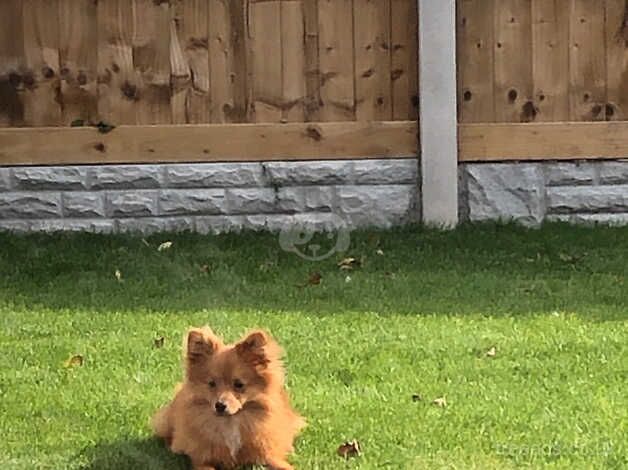 Pomeranian Boy 7 Months Old for sale in Prestatyn, Denbighshire - Image 3