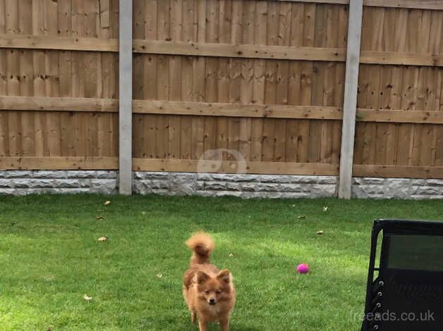 Pomeranian Boy 7 Months Old for sale in Prestatyn, Denbighshire - Image 4