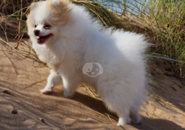 Pomeranian boy 8 months for sale in Aberdeen, Aberdeen City