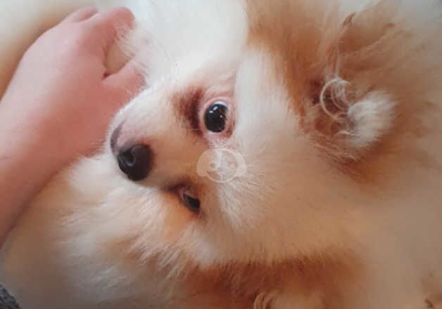 Pomeranians for sale in Aberdeen, Aberdeen City