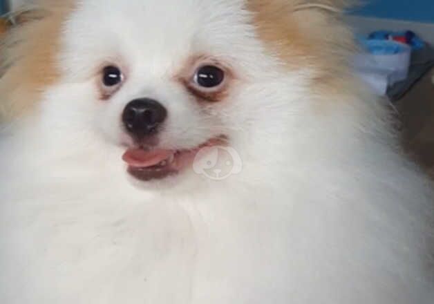 Pomeranian boy 8 months for sale in Aberdeen, Aberdeen City - Image 3