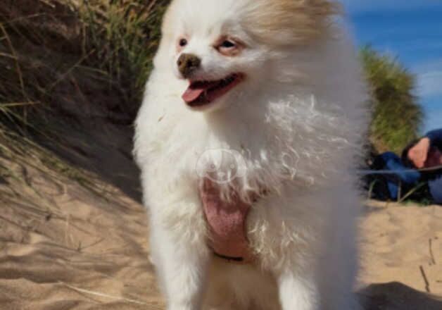 Pomeranian boy 8 months for sale in Aberdeen, Aberdeen City - Image 4