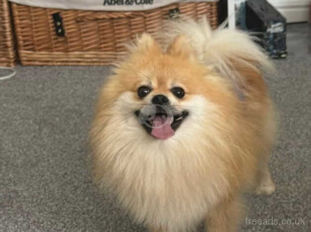 Pomeranian Boy for sale in Barnsley, South Yorkshire