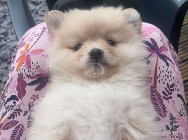 Pomeranian Boy for sale in Beeston, West Yorkshire