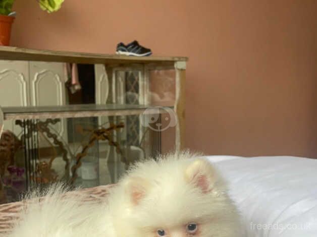 Pomeranian boy for sale in Enfield, Enfield, Greater London - Image 1