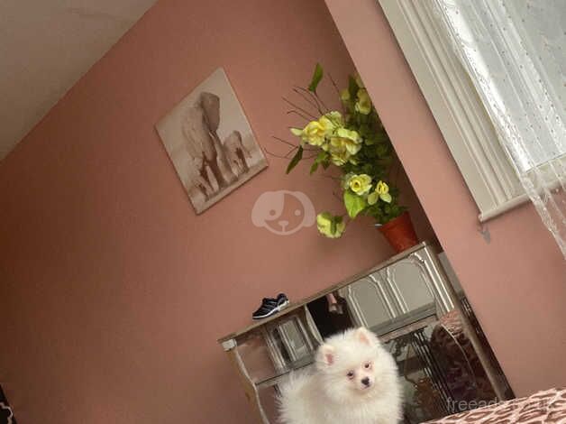 Pomeranian boy for sale in Enfield, Enfield, Greater London - Image 3