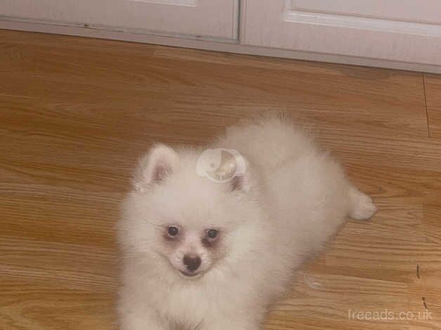 Pomeranian boy for sale in Enfield, Enfield, Greater London - Image 5