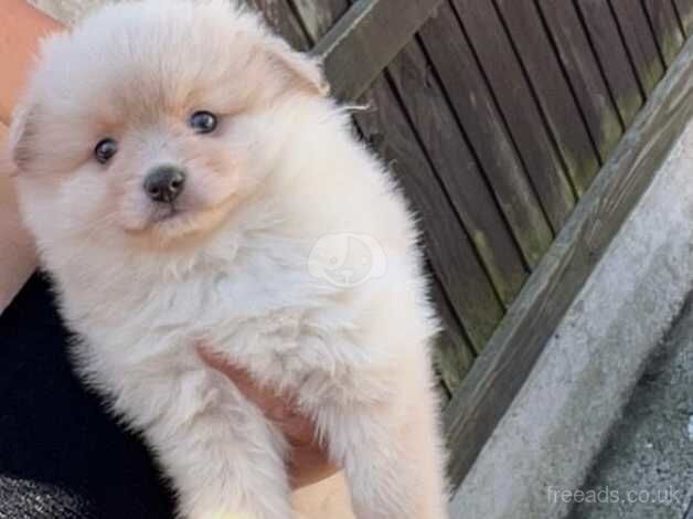 Pomeranian boy for sale in Radcliffe, Northumberland - Image 1