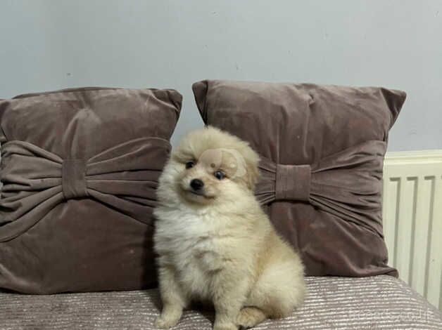 Pomeranian boy for sale in Radcliffe, Northumberland - Image 2